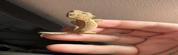 Gecko reptiles for sale: Crested Gecko Babies - Advert 6