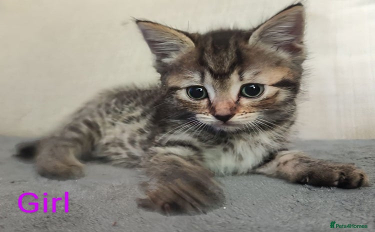Mixed Breed cats - Advert 3