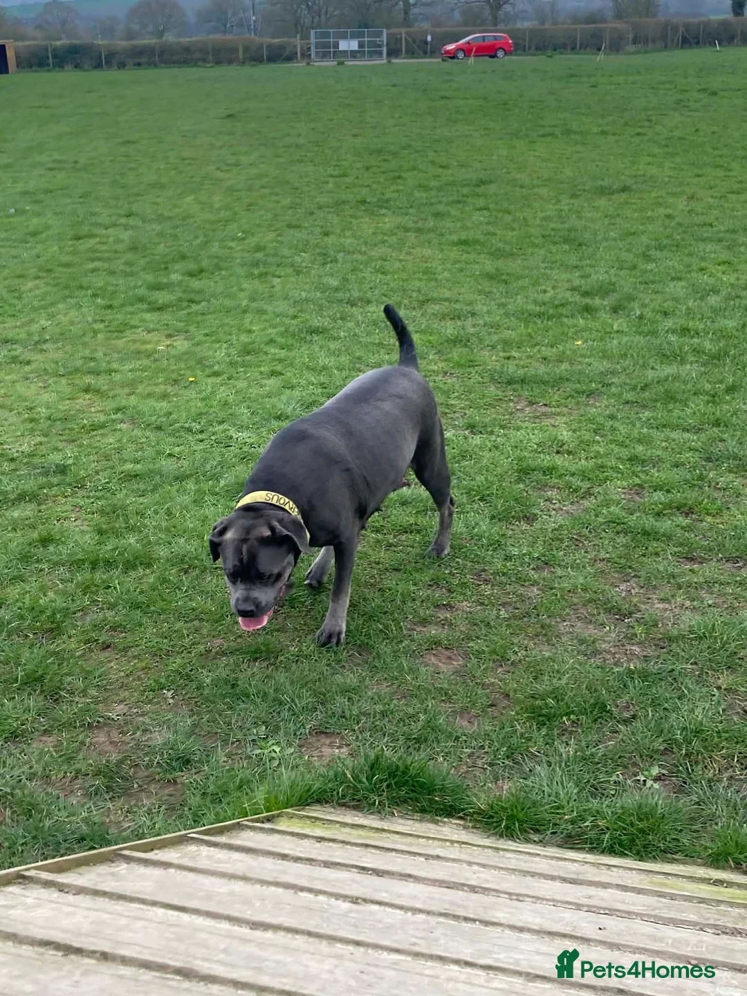 Cane Corso dogs for sale: 2x Cane Corso For Rehoming - Advert 10