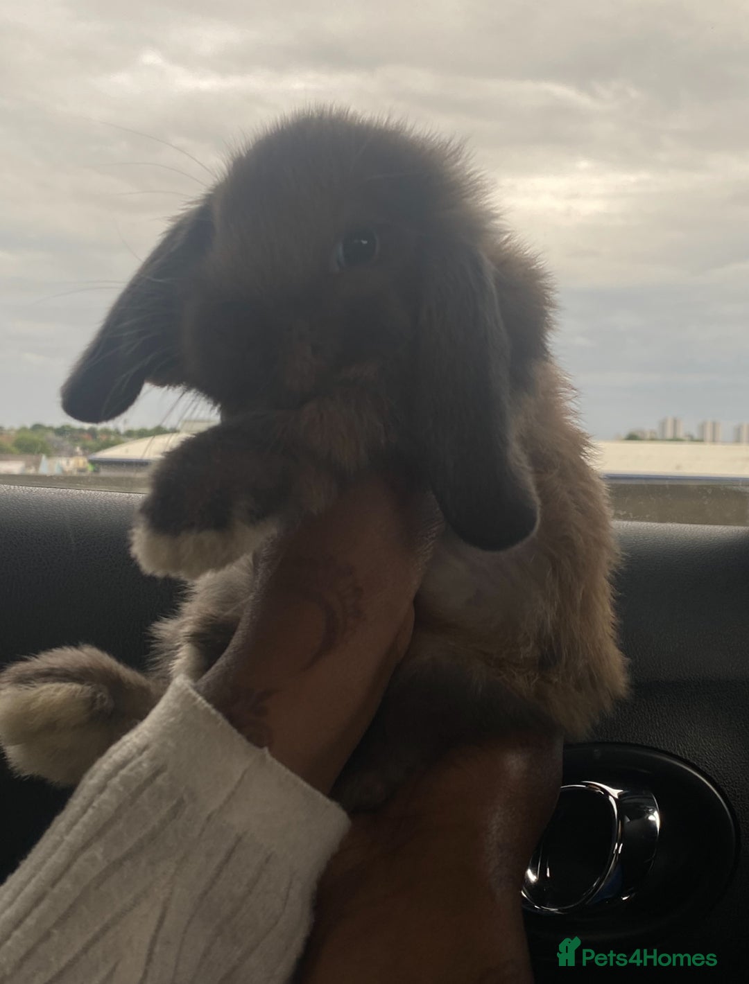 Mini Lop rabbits for sale: 🐰 Mini Lop 🐰 - Image 4