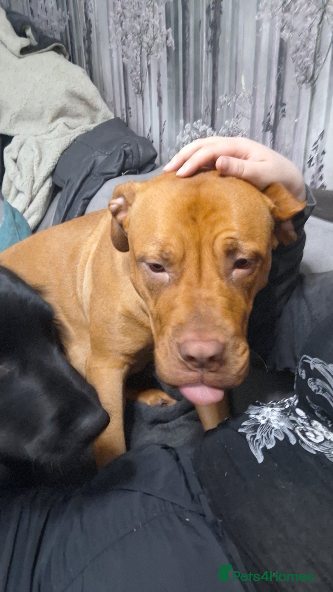 Mixed Breed dogs for sale: Dog de bordeaux female puppy - Image 7