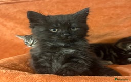 Ragdoll cats for sale: Ragdoll x British Shorthair kittens - Image 6