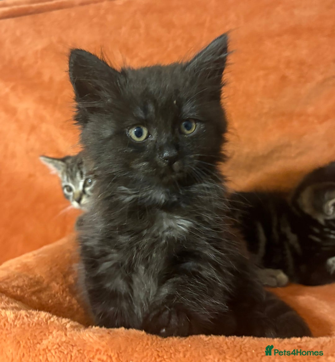 Ragdoll cats for sale: Ragdoll x British Shorthair kittens - Image 6