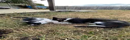 Mixed Breed cats for sale: Black and white  - Advert 4