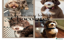 Bernedoodle dogs for sale: Miniature F1bs Bernedoodle Waiting List - Image 11