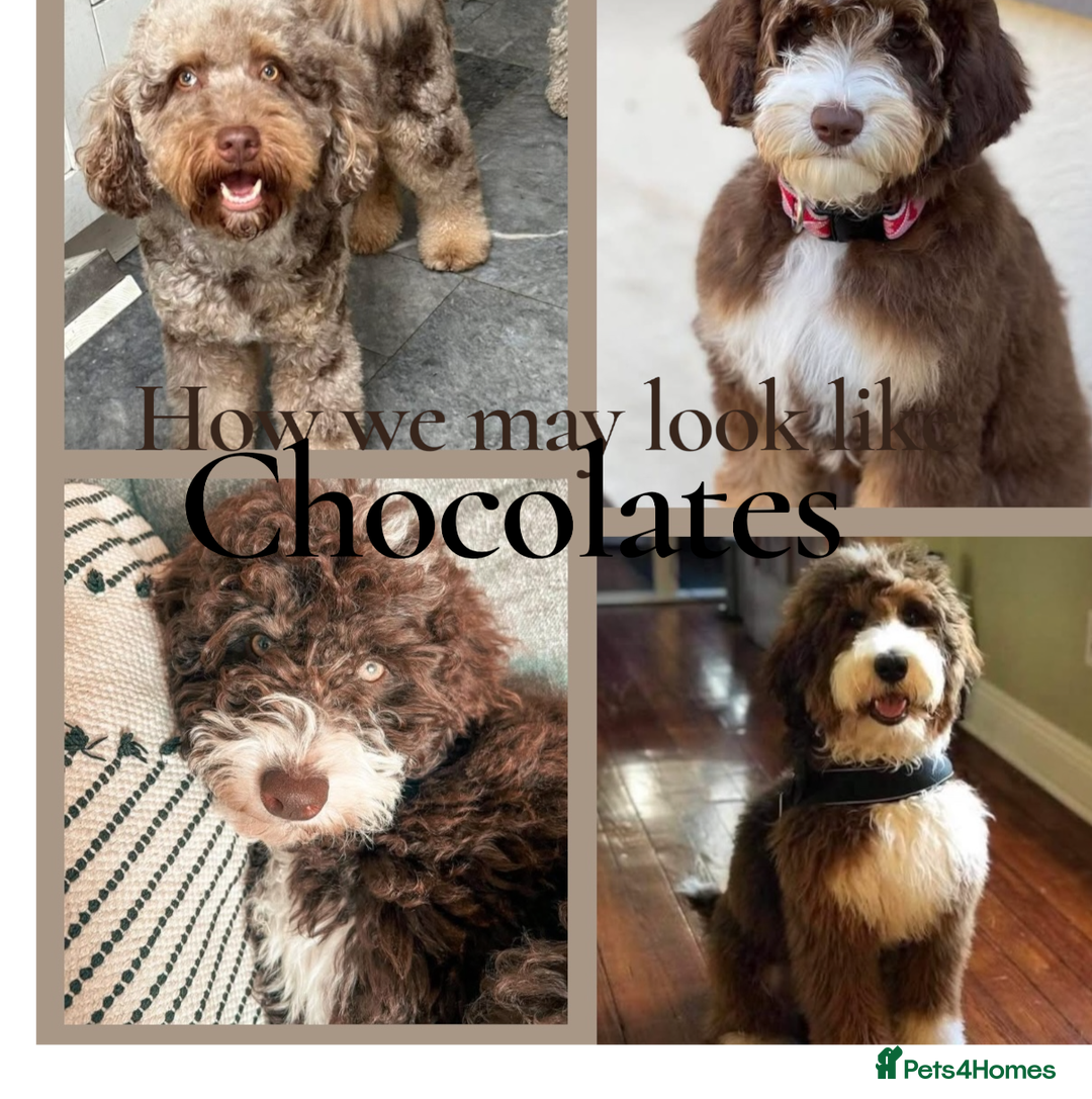 Bernedoodle dogs for sale: Miniature F1bs Bernedoodle Waiting List - Image 11