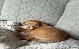 Chihuahua dogs for sale: One of a kind ChiPin Puppies - Image 27