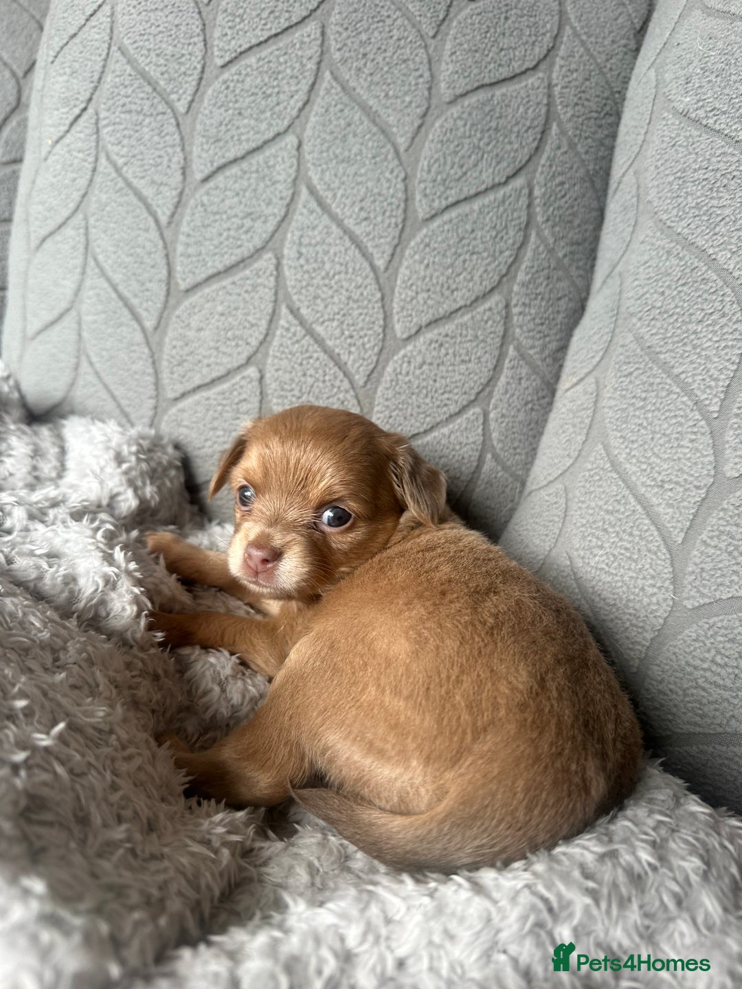 Chihuahua dogs for sale: One of a kind ChiPin Puppies - Image 27