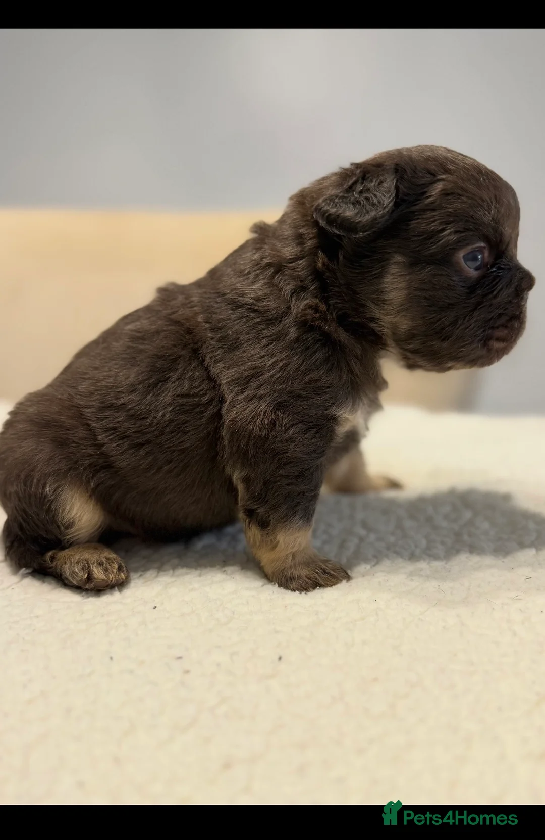 French Bulldog dogs for sale: Full fluffy French bulldogs  - Advert 2