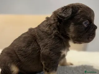 French Bulldog dogs Full fluffy French bulldogs - Advert 12