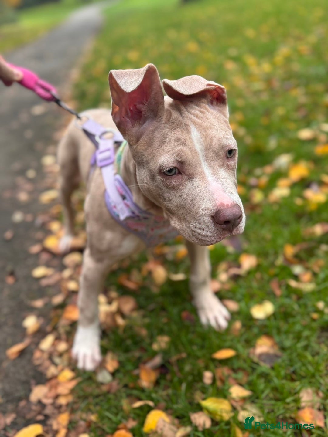 American Bully dogs for sale: 5 month old American bully x pocket bully - Advert 8