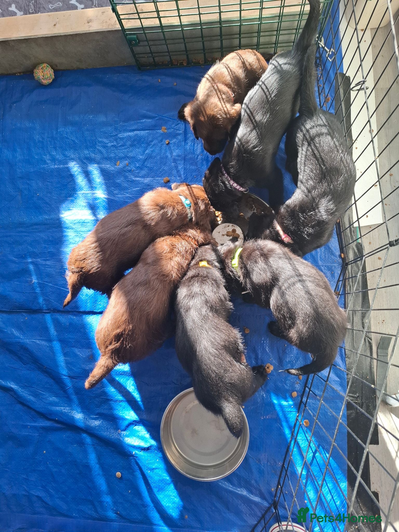 Labradoodle dogs Beautiful F3b labradoodle puppies - Advert 5