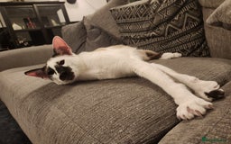 Oriental cats for sale: Beautiful Pedigree Oriental Shorthair  - Image 5