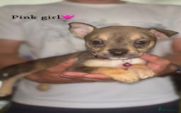 Mixed Breed dogs for sale: Husky x American bully’s  - Image 2