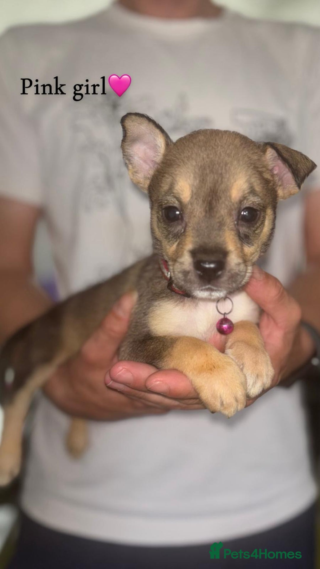 Mixed Breed dogs for sale: Husky x American bully’s  - Image 2