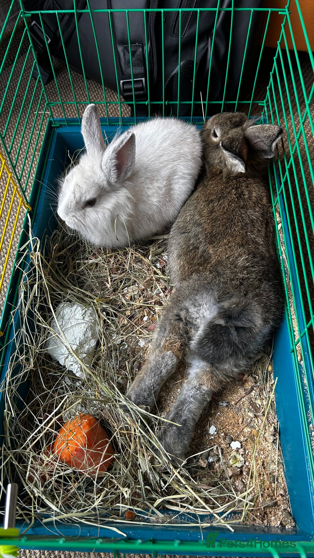 Lionhead rabbits for sale: Rabbits to new family - Advert 4