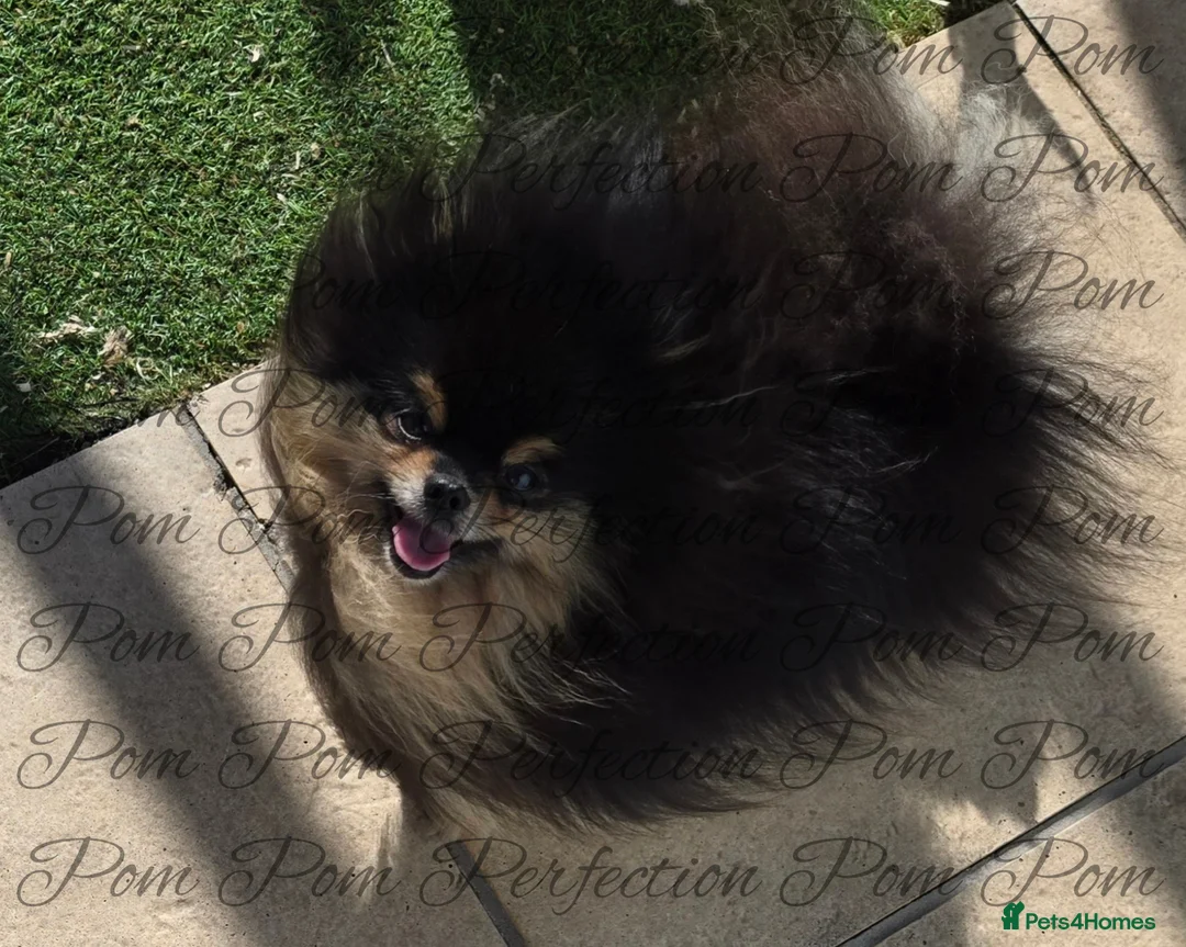 Pomeranian dogs for sale: Teddy Bear Pomeranian Puppies  - Advert 2