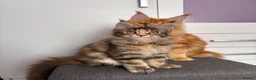 Maine Coon cats for sale: ✨Last Pure Bred Maine Coon Kitten Available  - Advert 9