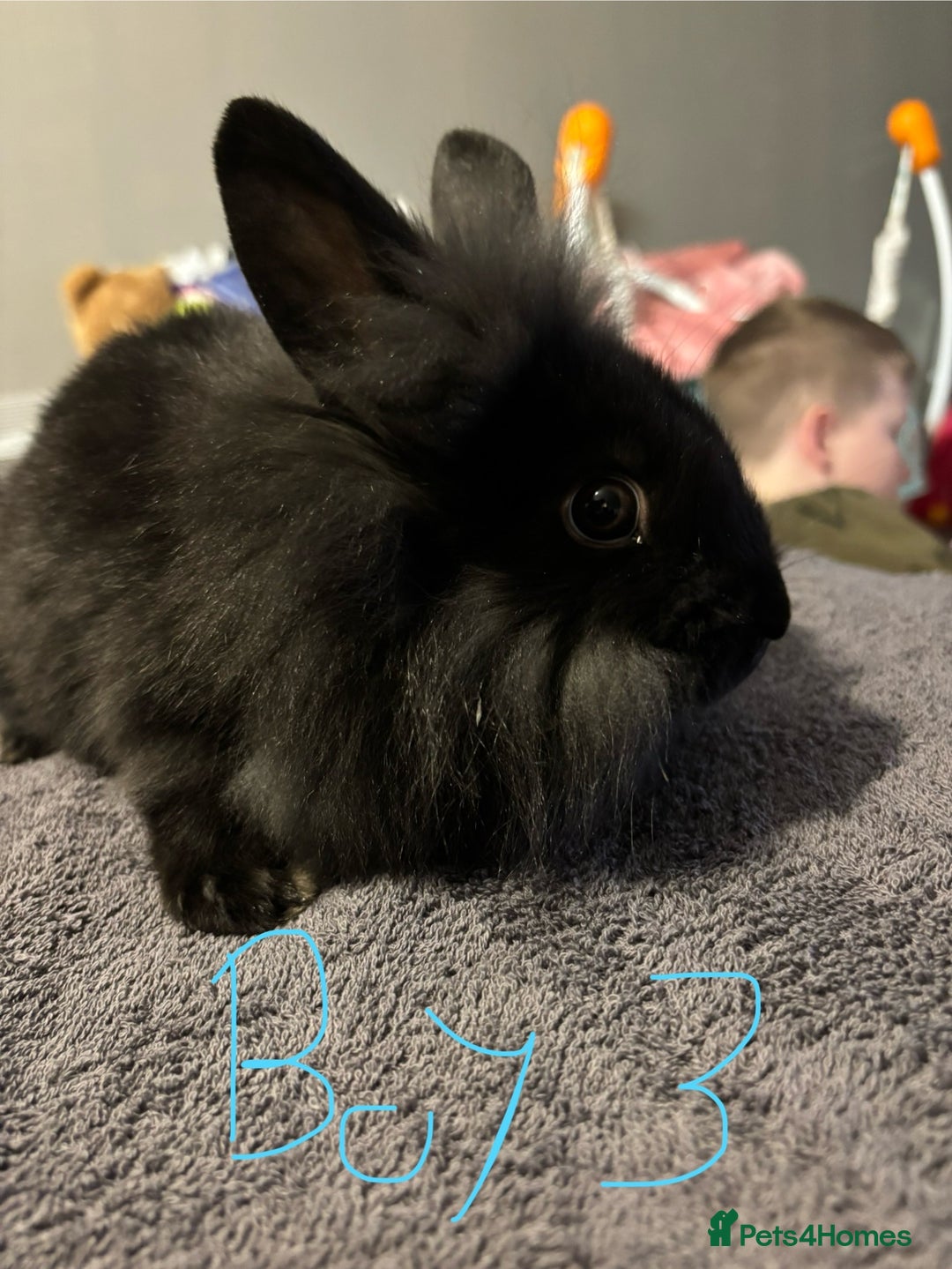 Lionhead rabbits for sale: Beautiful lionhead bunnies  - Advert 13