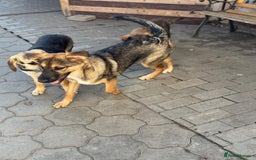 Mixed Breed dogs for adoption: BIBY, a Lovely young girl - for a Loving Home - Advert 25