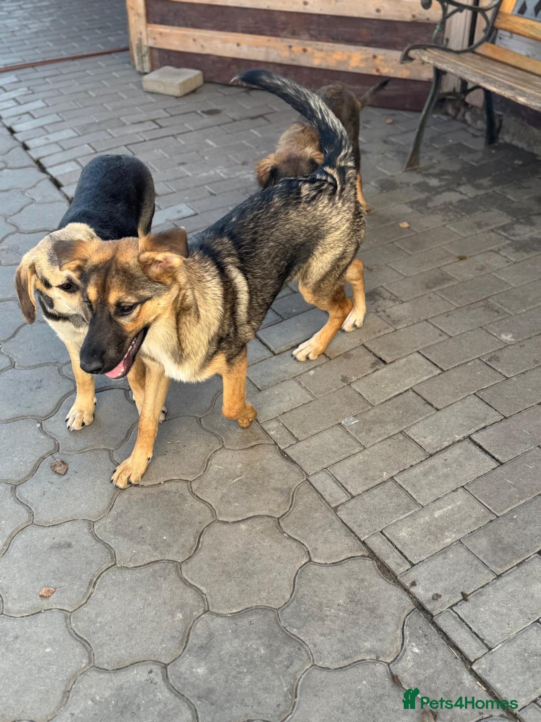 Mixed Breed dogs for adoption: BIBY, a Lovely young girl - for a Loving Home - Advert 25