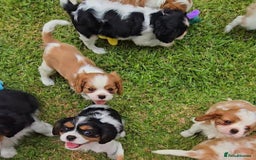 Cavalier King Charles Spaniel dogs for sale: Cavalier king Charles puppy  - Image 1