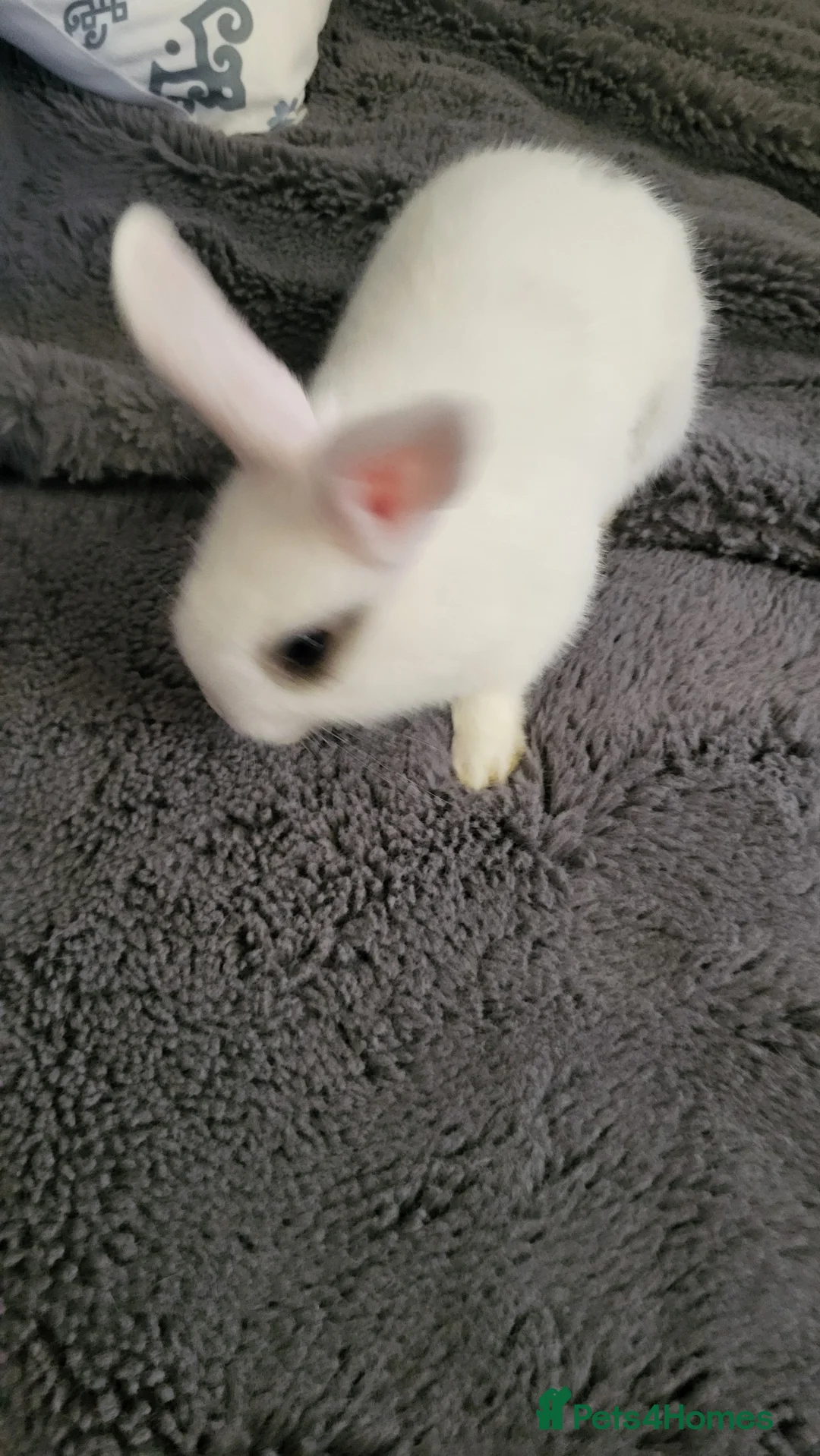 Netherland Dwarf rabbits for sale: cute Netherland Dwarf X Mini Lop - Advert 2