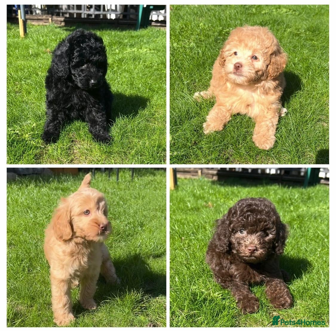 Labradoodle dogs READY NOW! Mini Labradoodles Health tested parents - Advert 2