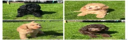 Labradoodle dogs for sale: READY NOW! Mini Labradoodles Health tested parents in Leicester - Advert 4