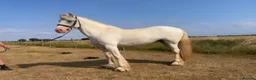 Irish Cob horses for sale: super safe, fun, ex riding school favourite.  - Advert 1