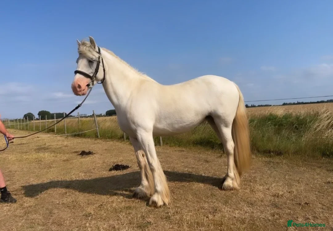 Irish Cob horses for sale: super safe, fun, ex riding school favourite.  - Advert 1