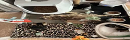 Mixed Breed cats for sale: Beautiful tabby kittens for sale - Advert 2