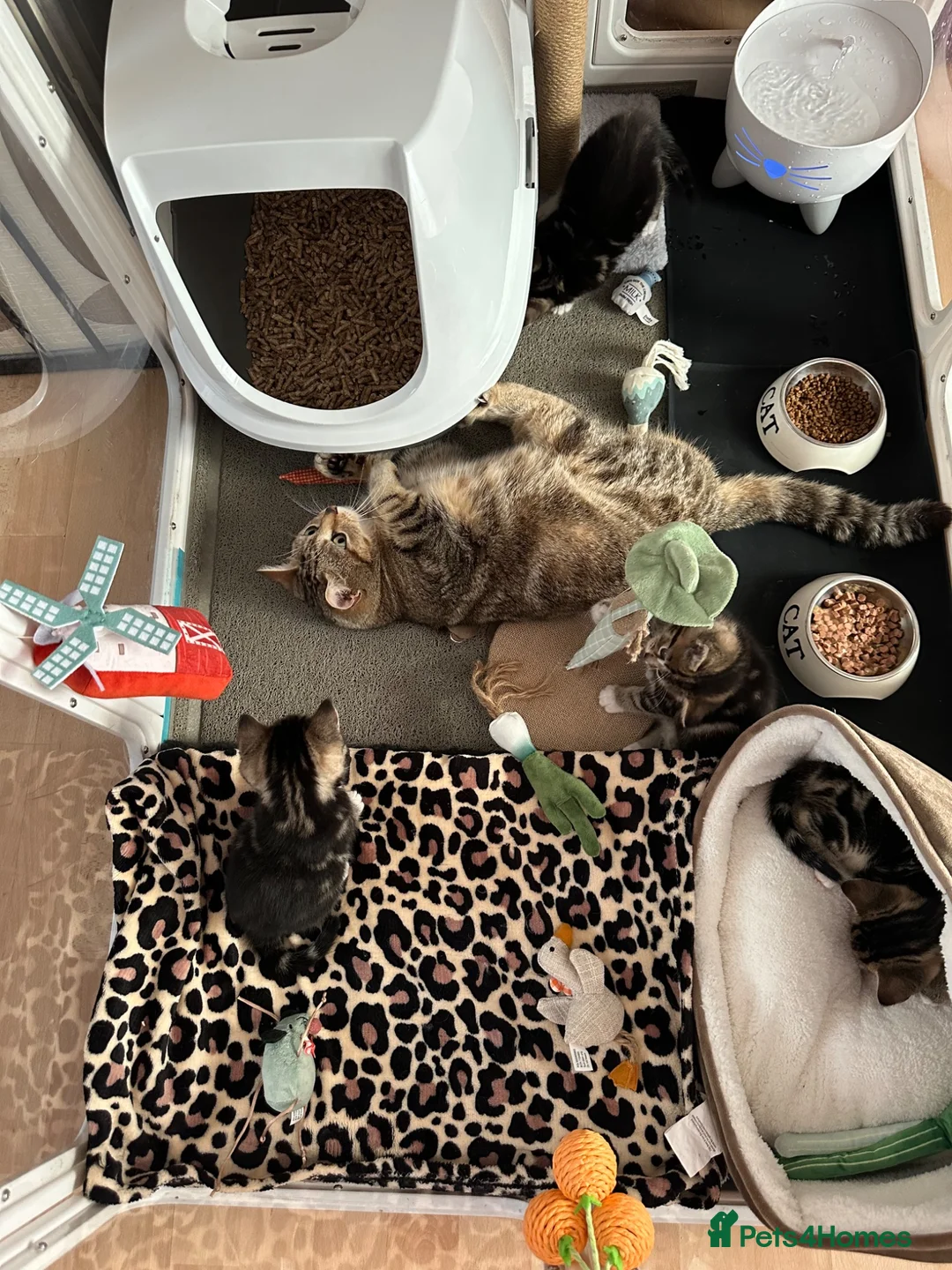 Mixed Breed cats for sale: Beautiful tabby kittens for sale - Advert 2