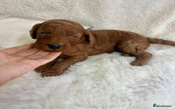 Goldendoodle dogs for sale: Outstanding Quality health tested Goldendoodles  - Image 26