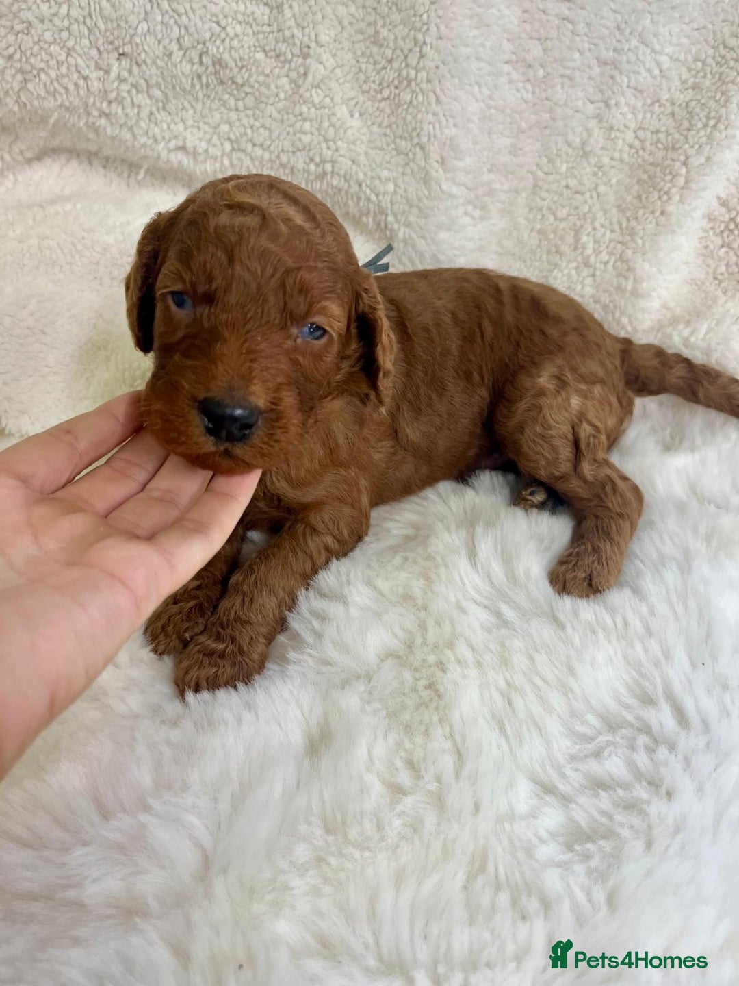 Goldendoodle dogs for sale: Outstanding Quality health tested Goldendoodles  - Image 26
