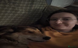 Mixed Breed dogs for adoption: COFFEE & ROBYN  – adopt a bonded pair  - Advert 7