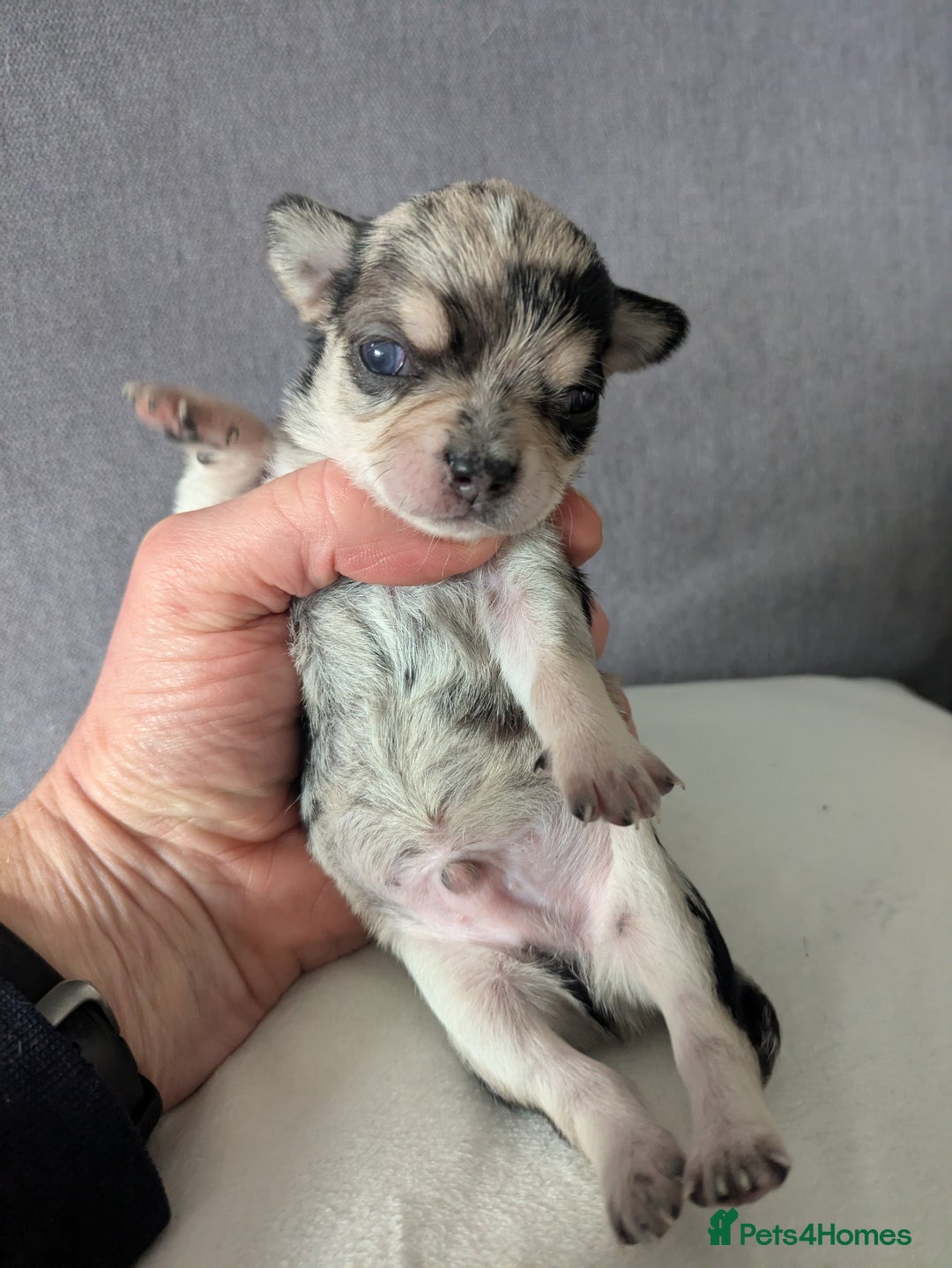 Chihuahua dogs for sale: Stunning merle Chihuahua puppies  - Image 4