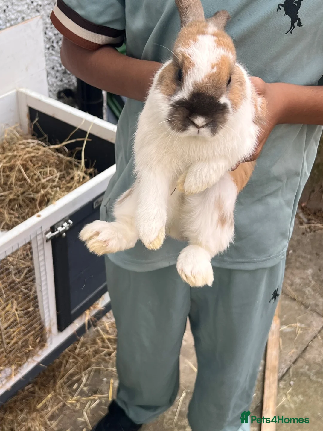Mini Lop rabbits for sale: RabbiTs - Advert 2