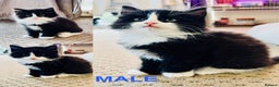 Mixed Breed cats for sale: Beautiful longhair kittens for sale - Advert 5