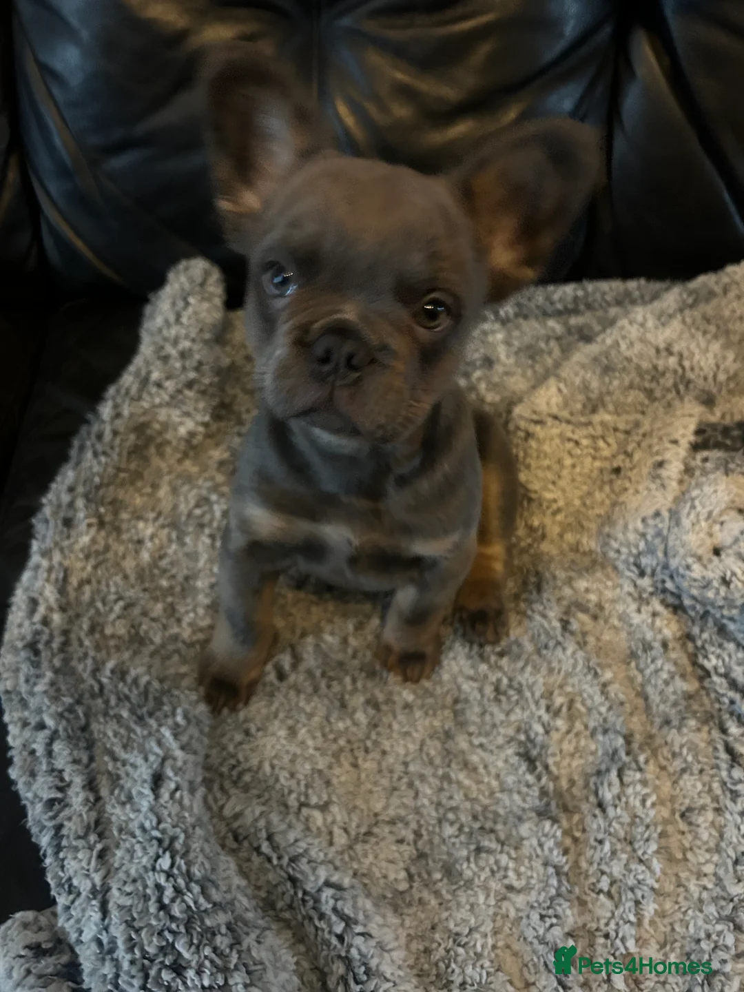 French Bulldog dogs for sale: Male fluffy frenchie - Advert 4