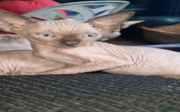 Sphynx cats for sale: Lovely purebreed Canadian Sphynx kittens - Image 2