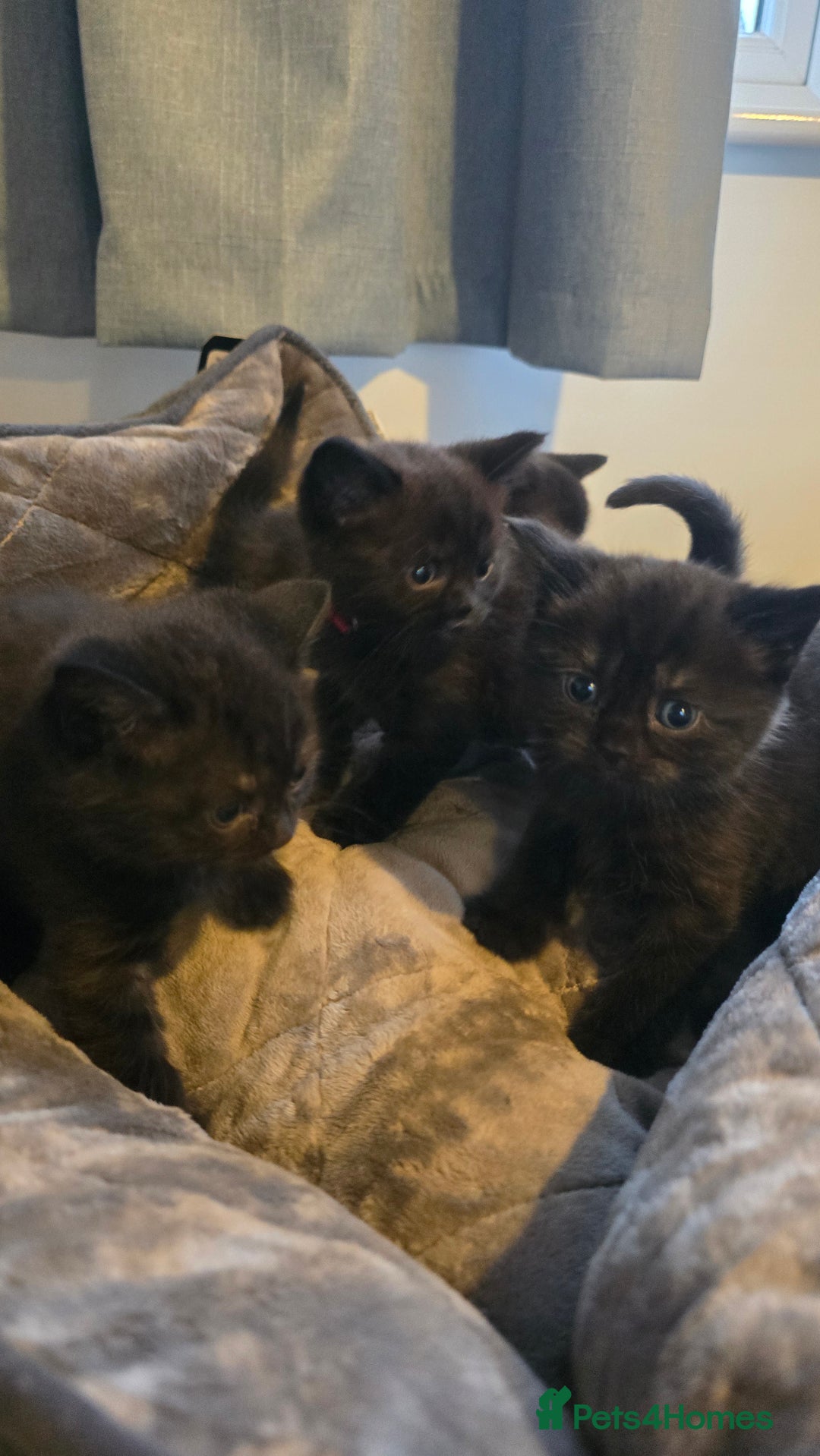 British Shorthair cats for sale: British shorthair  - Advert 11