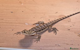 Bearded Dragon reptiles for sale: Baby bearded dragons with tint red 2 for £90 - Image 2