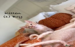 Mixed Breed cats for sale: Stunning kittens 8 weeks old ready now  - Image 4