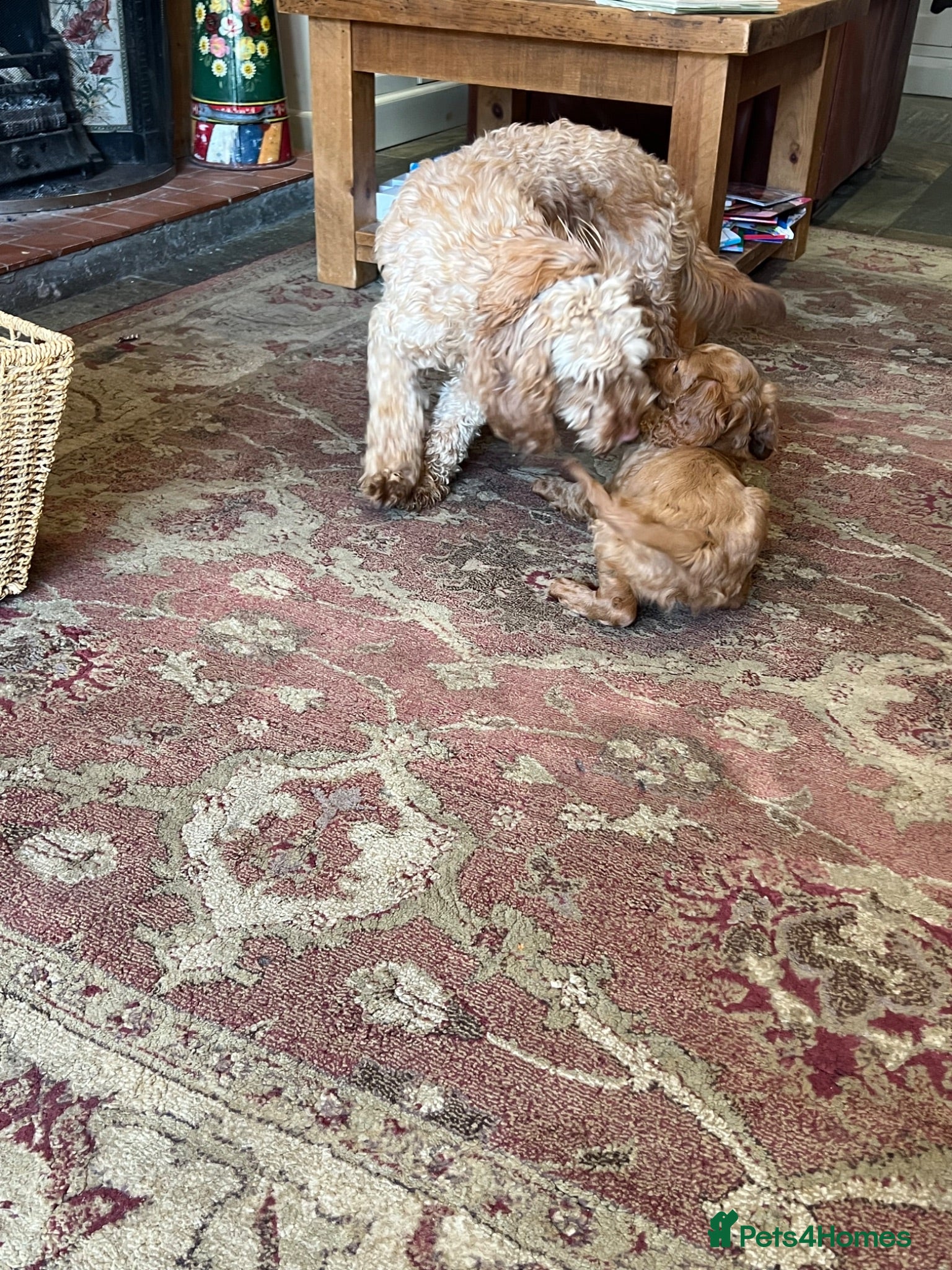 Cockapoo dogs F2 male puppy  - Advert 2