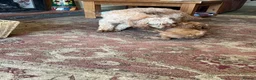 Cockapoo dogs for sale: F2 male puppy  - Advert 2