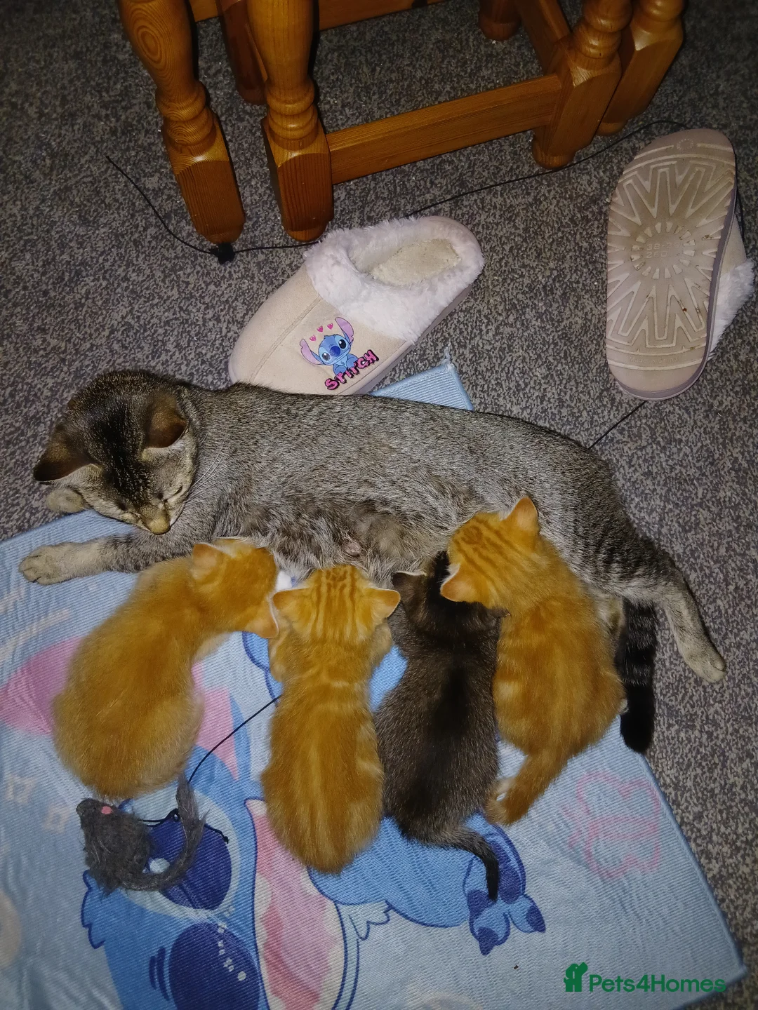 Domestic Shorthair cats for sale: Kittens - Advert 1