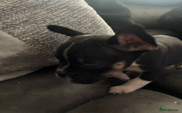 Mixed Breed dogs for sale: Frenchie x pocket bully  - Image 10