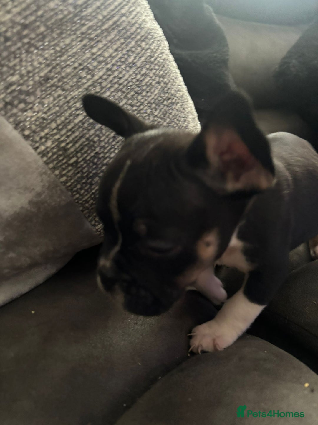Mixed Breed dogs for sale: Frenchie x pocket bully  - Image 10