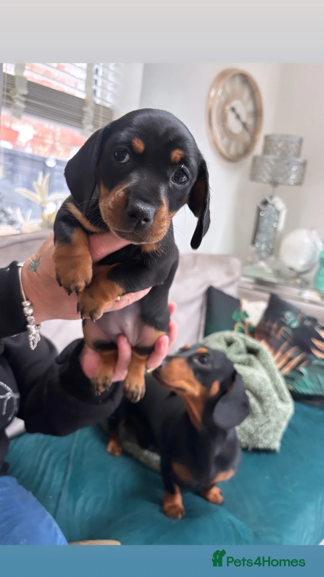 Miniature Dachshund dogs for sale: Miniature Dachsund  in Wigan - Advert 3